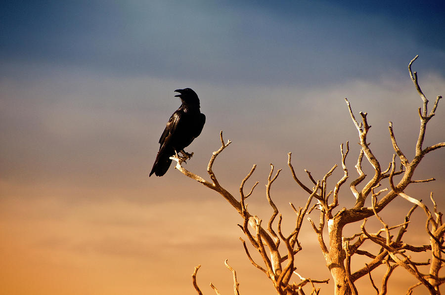 Raven On Sunlit Tree Branches, Grand Photograph by Trina Dopp Photography
