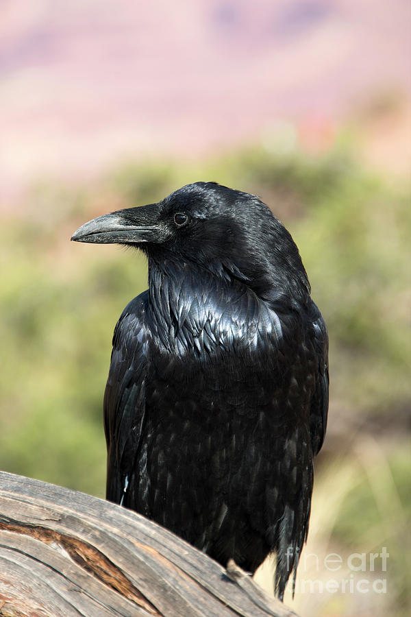 Raven profile picture