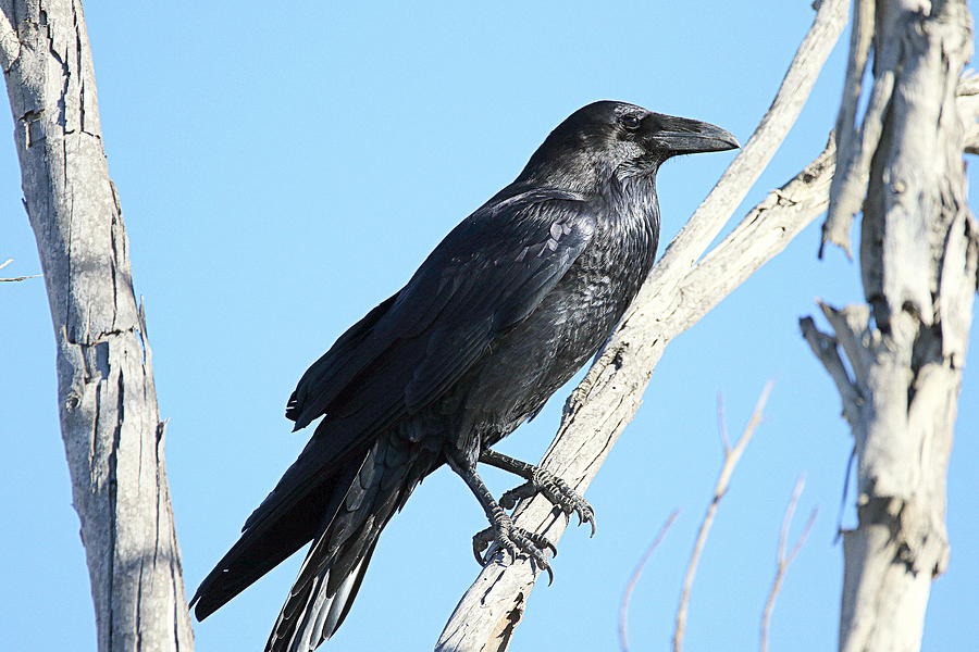 Raven Photograph By Rob Wallace Images - Fine Art America