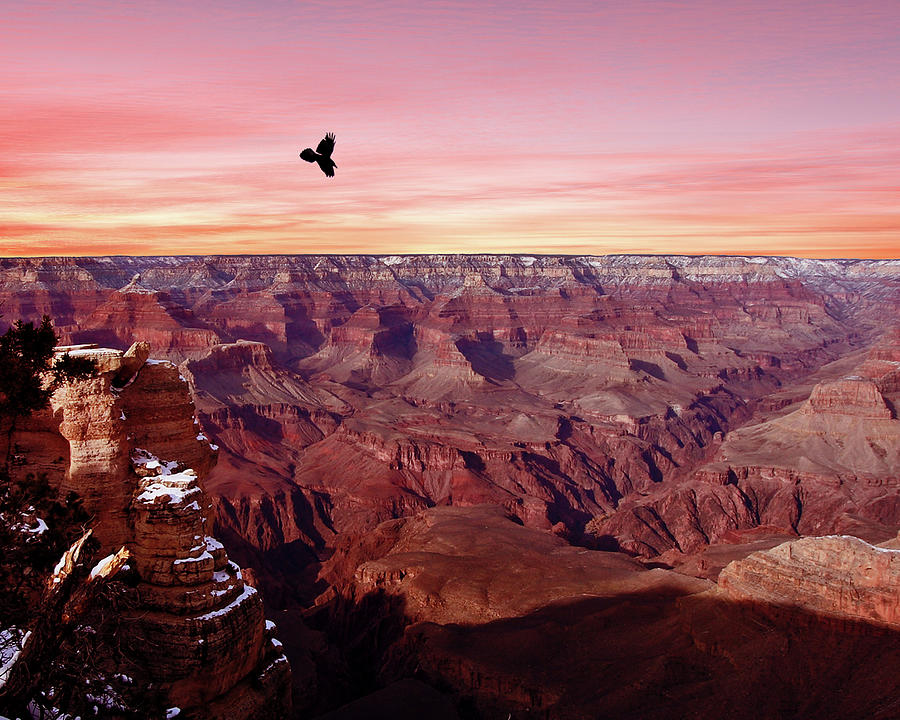 Raven Soars At Sunset Over Grand Canyon Photograph by Dusty Pixel Photography