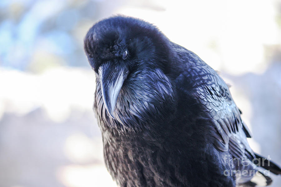 Raven Stare Photograph by Marcia Breznay