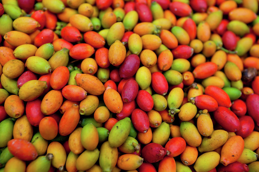Raw Coffee Beans Photograph by John White Photos - Pixels