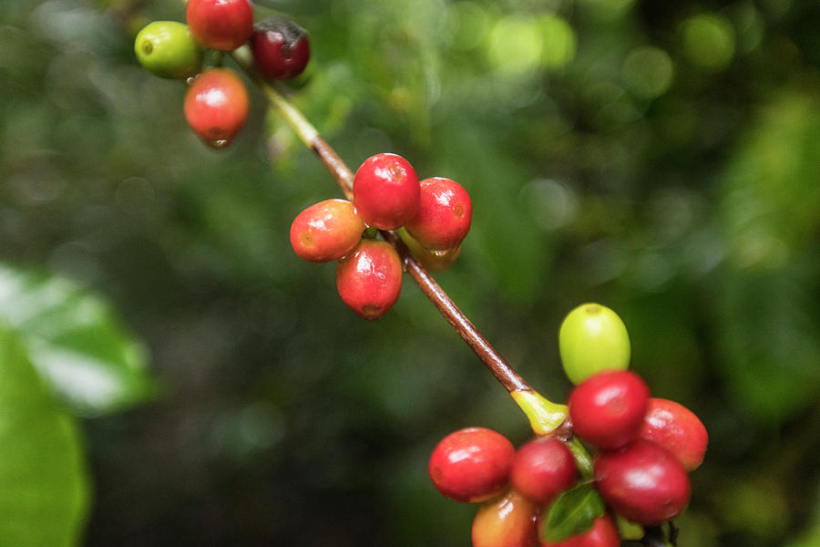 Raw Coffee (coffee Cherry) Plant, Central America Photograph by Cavan ...