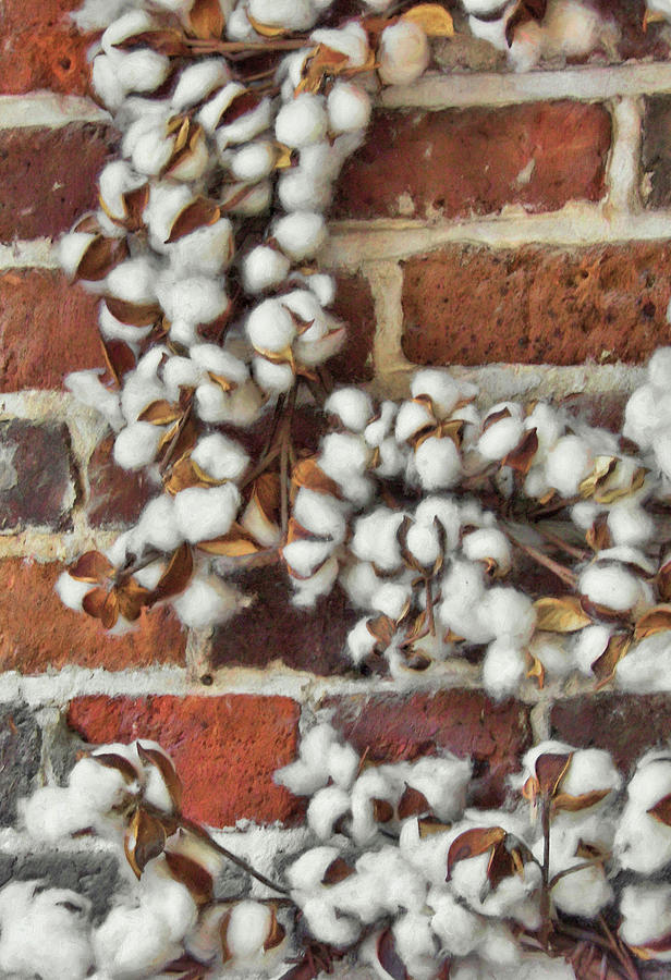 Raw Cotton Photograph by JAMART Photography