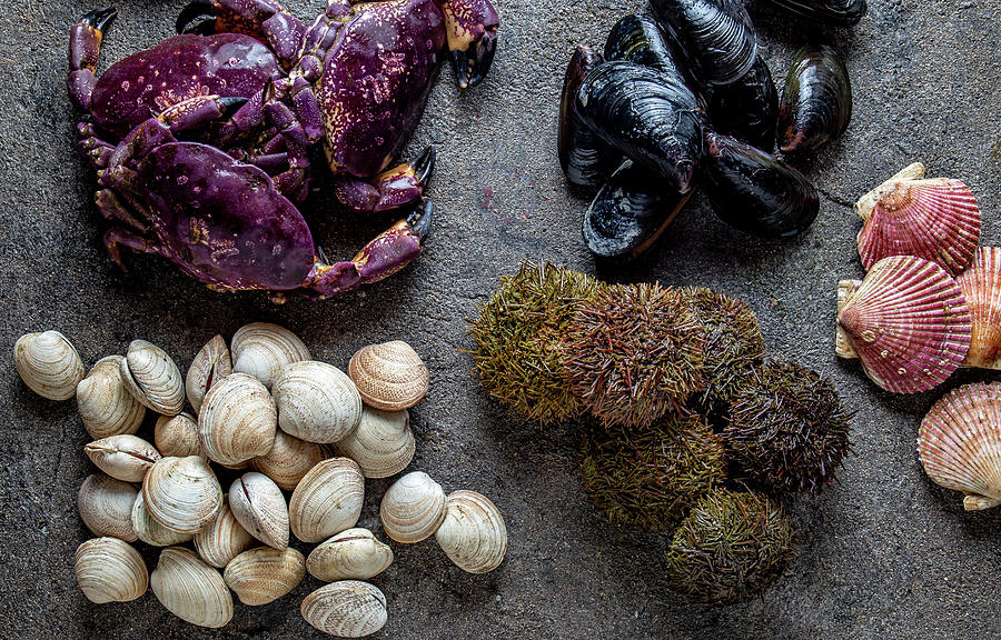 Raw Crabs, Clams, Sea Urchins, Mussels, Ostions Photograph by Larisa Blinova