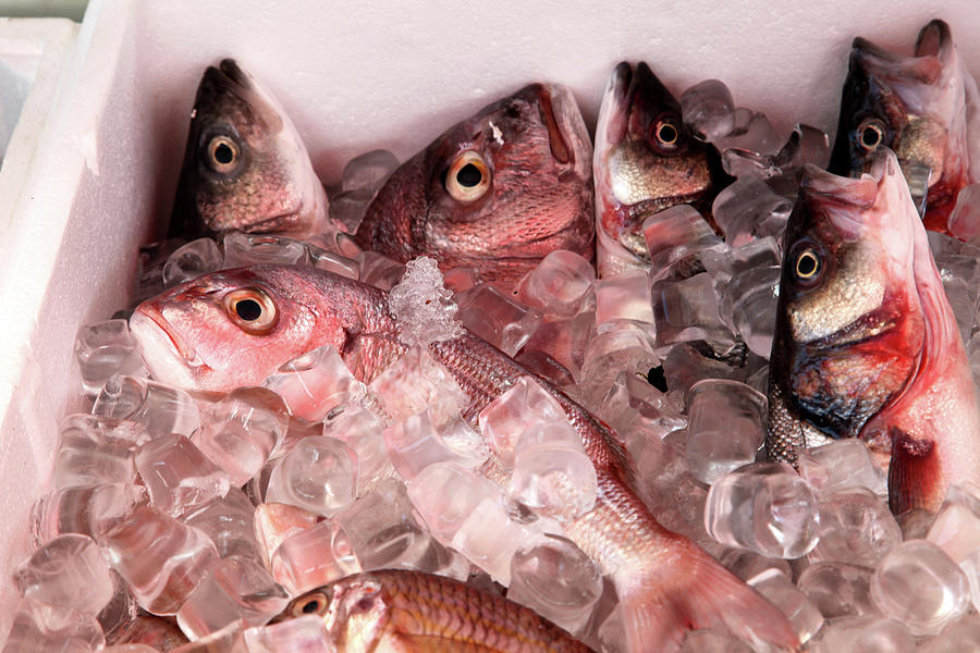 Raw Fish In Ice Box From Gumusluk In Bodrum Peninsula At Aegean, Turkey ...