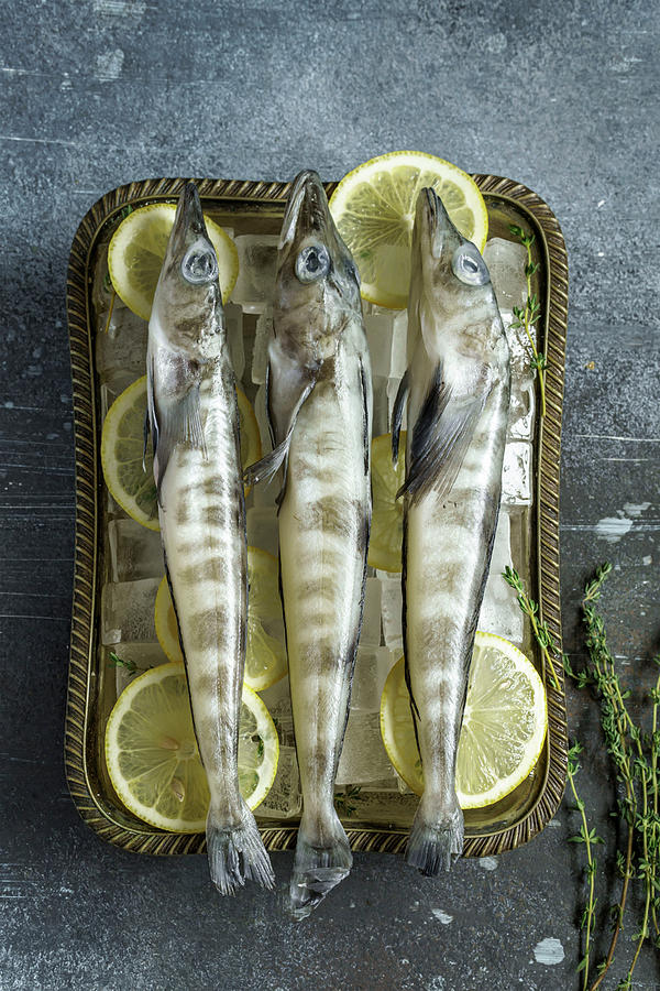 Raw Mackerel Icefish In Tray With Ice And Lemon Photograph by Andrey Maslakov
