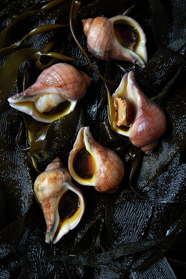 Raw Snails On Seaweed Photograph by Larisa Blinova