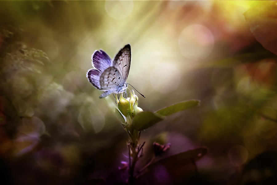 Butterfly Photograph - Ray Of Light by Fauzan Maududdin