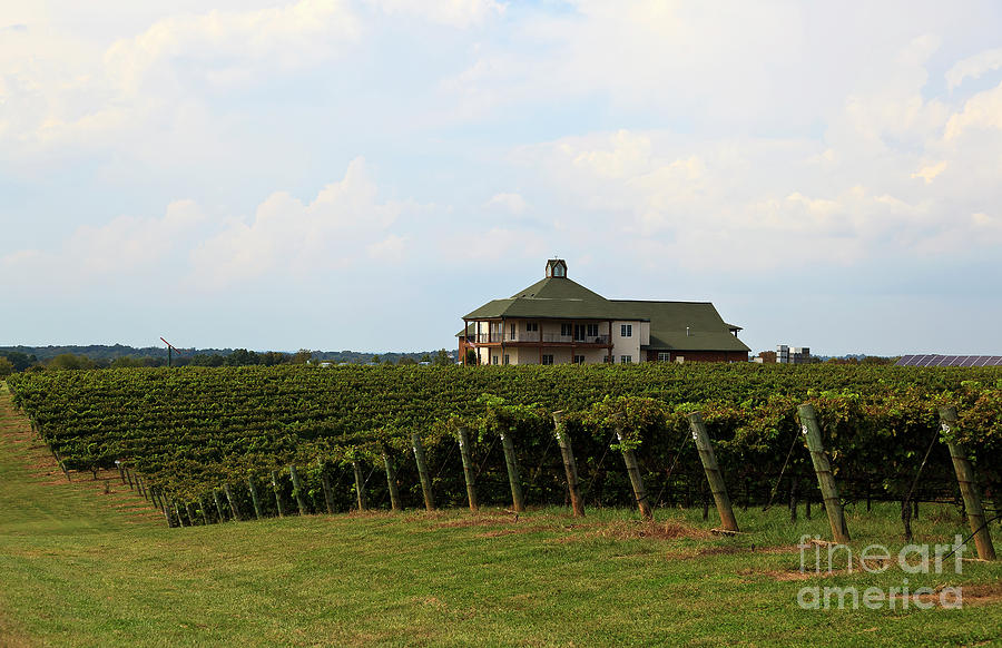 RayLen Vineyards and Winery in Mocksville North Carolina Photograph by Jill Lang