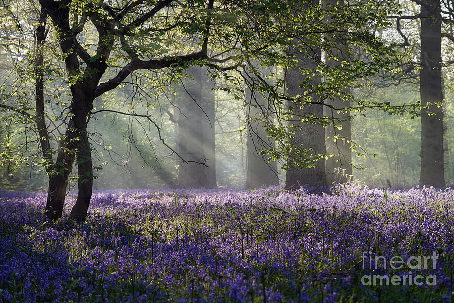 Nature Photograph - Rays Of Sunlight Enter This Bluebell by Stevendocwra