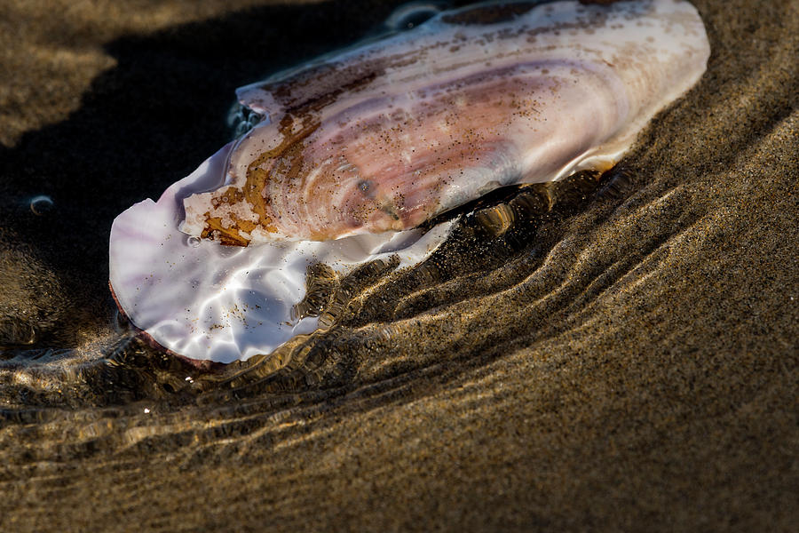 Razor Clam shells in the Surf by Robert Potts Razor Clam shells in the Surf by Robert Potts