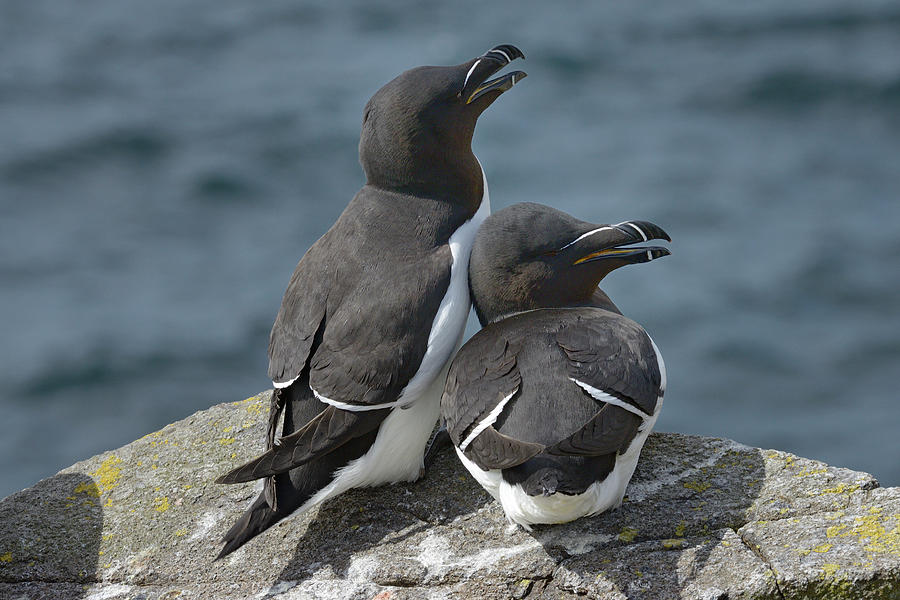 Razorbill Pair Perched And Resting On Sea Cliff, Isle Of Photograph by ...