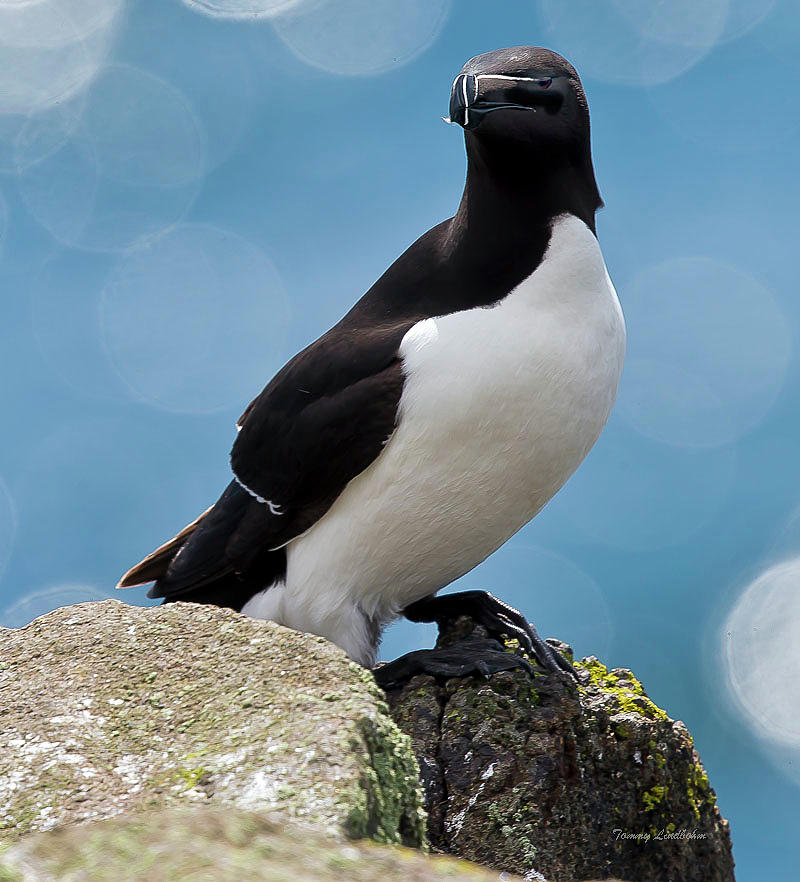 Razorbill Photograph by Tommy Lindbohm - Fine Art America