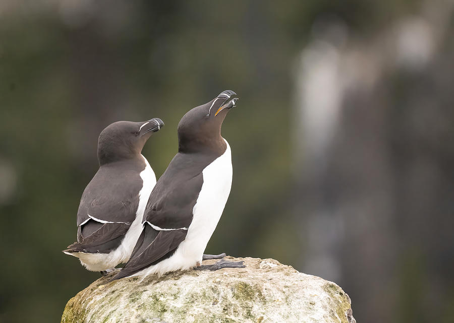 Razorbill Photograph by Tony Yu - Fine Art America