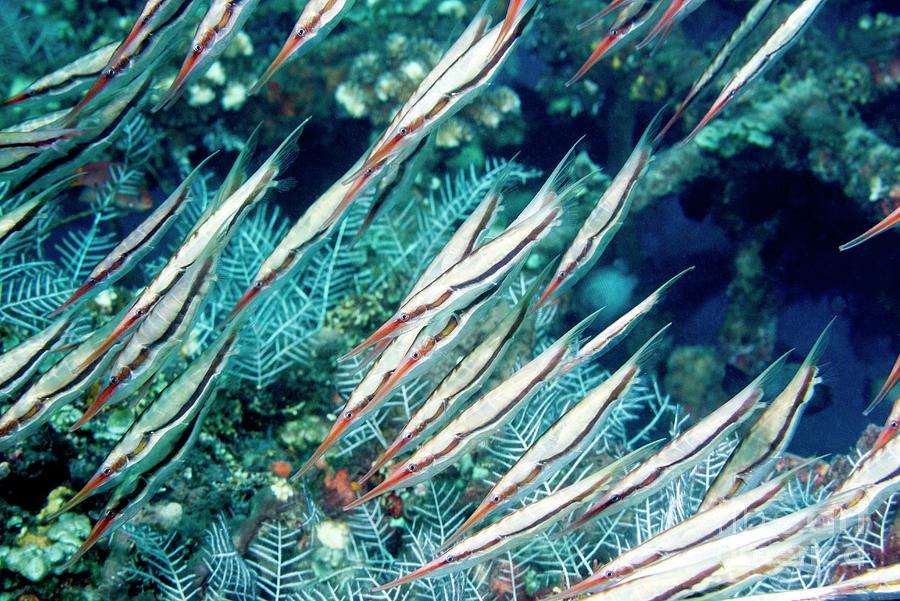 Wildlife Photograph - Razorfish On Reef by Georgette Douwma/science Photo Library