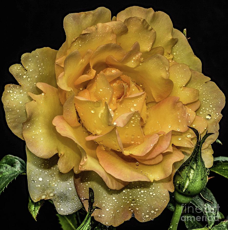 Razzle-dazzle Of A Gold Struck Rose Photograph