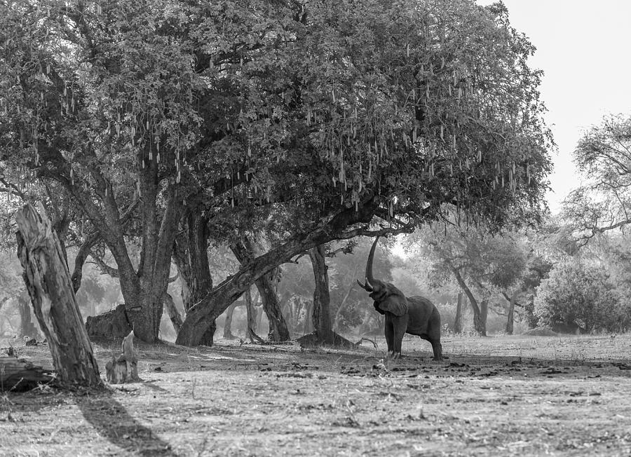 Wildlife Photograph - Reach by Jaco Marx