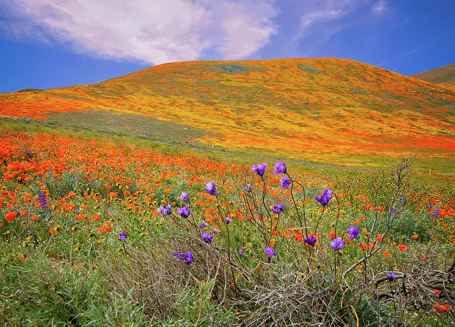 Reaching for the Sky - Superbloom 2019 Photograph by Lynn Bauer