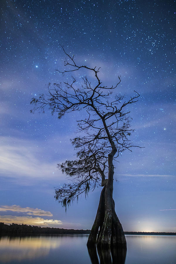 Reaching for the Stars Photograph by Stefan Mazzola