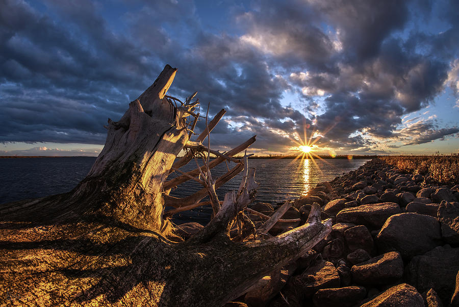 Devils Lake Driftwood - North Dakota Photograph by Peter Herman