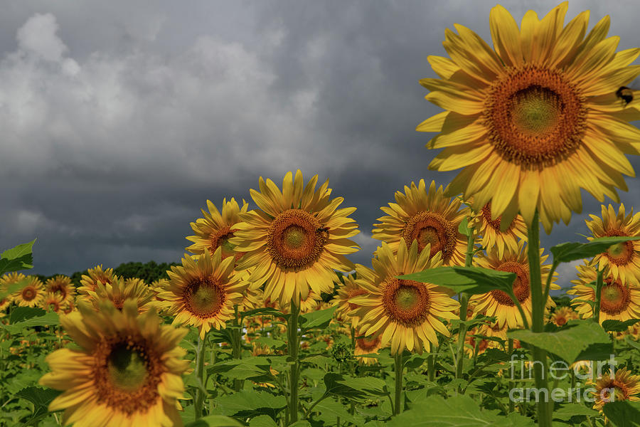 Sunflower Photograph - Reaching for the Sun - Sunflowers by Dale Powell