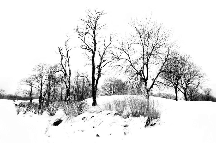 Reaching High Photograph by Diana Lee Angstadt Reaching High Photograph by Diana Lee Angstadt