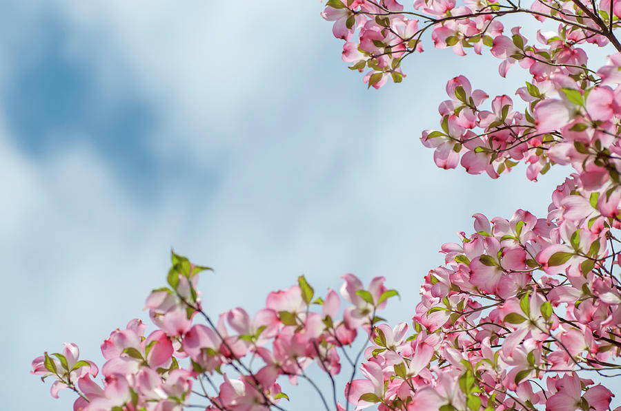 Reaching the Sky. Flowering Dogwood 2 Photograph by Jenny Rainbow