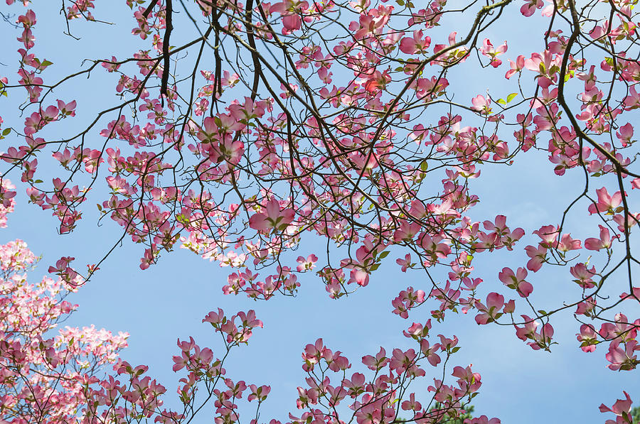 Reaching the Sky. Flowering Dogwood 3 Photograph by Jenny Rainbow