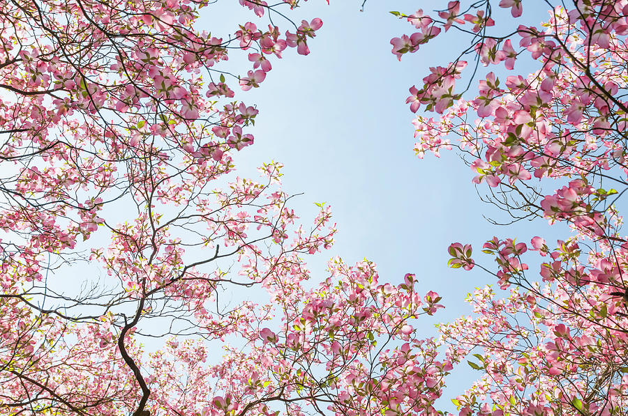 Reaching the Sky. Flowering Dogwood 5 Photograph by Jenny Rainbow