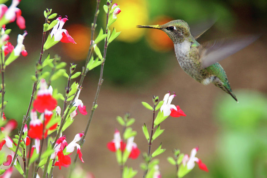 Ready Aim Drink Photograph by Debra Orlean | Fine Art America