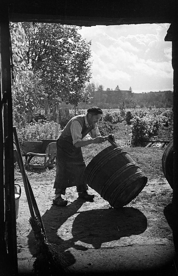 Black And White Photograph - Ready For Harvest by Bert Hardy