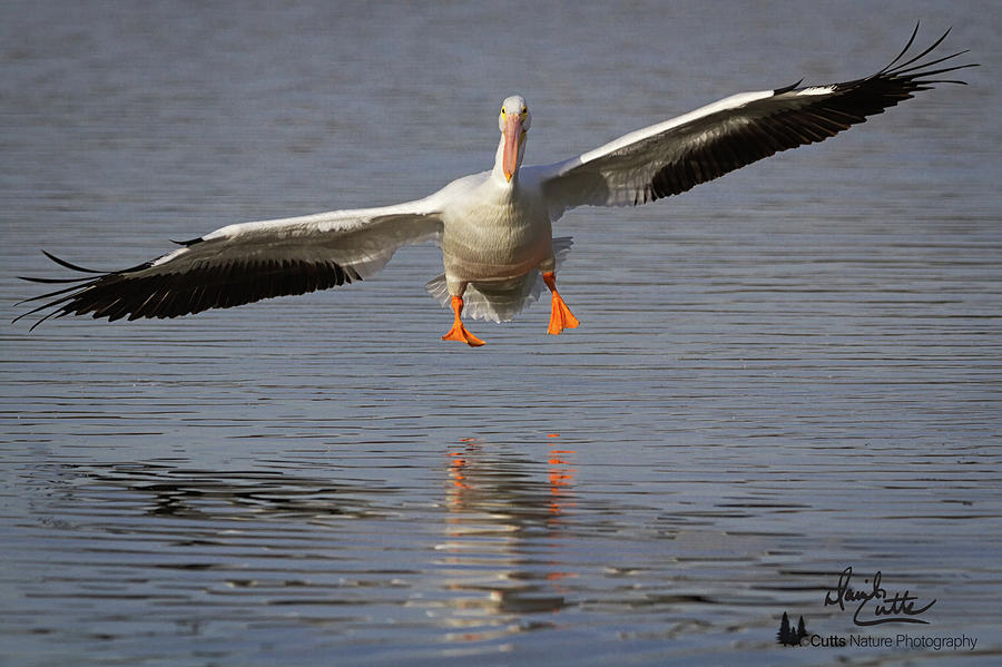 American Photograph - Ready For Landing by David Cutts American Photograph - Ready For Landing by David Cutts