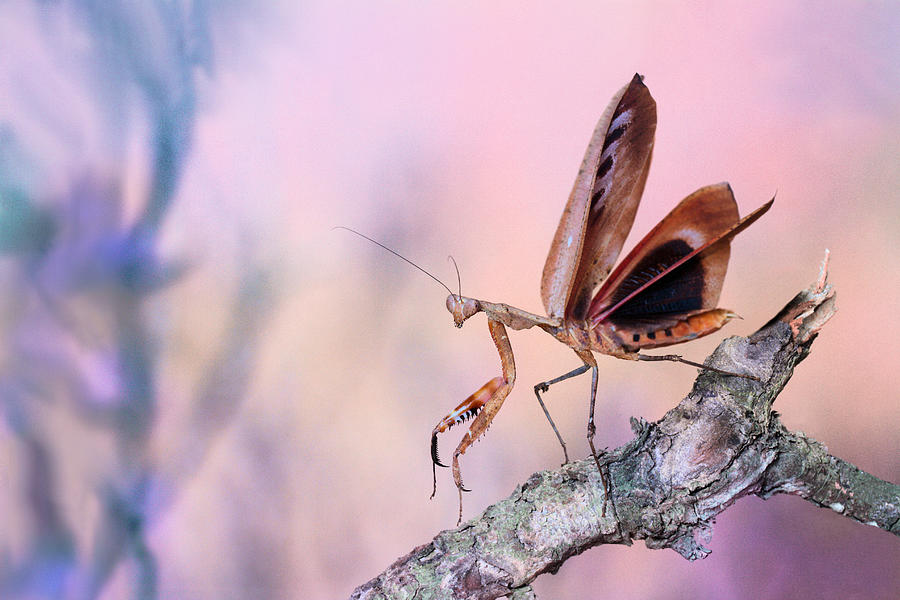 ready-for-take-off-photograph-by-jimmy-hoffman