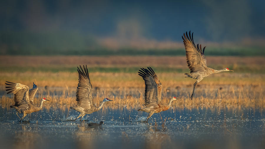 Ready For Takeoff Photograph by Jennifer Lu | Fine Art America