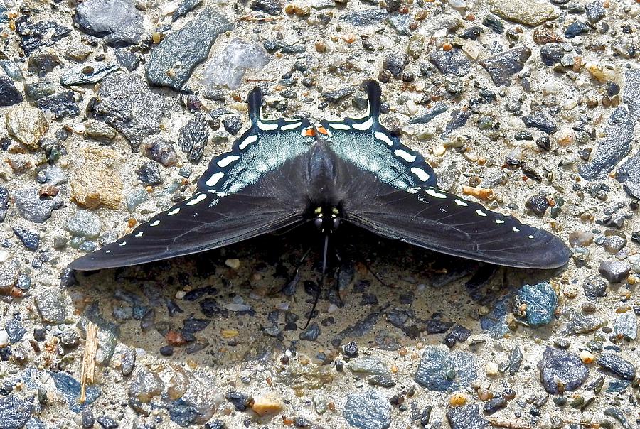 Ready For Takeoff Photograph by Kathy Ozzard Chism