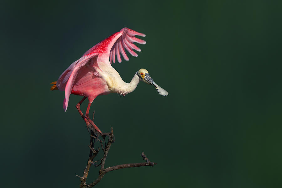 Wildlife Photograph - Ready by Qing Zhao