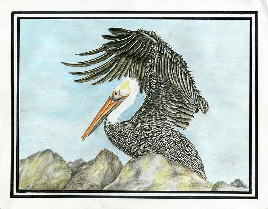 Pelican Drawing - Ready to Fly by Disha Mohanty grade 6 by California Coastal Commission