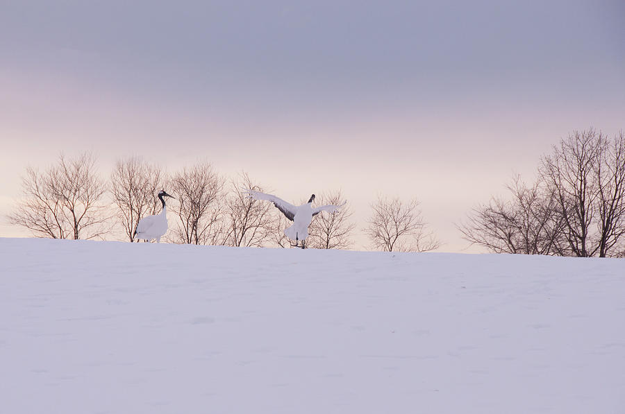Winter Photograph - Ready To Fly by Graces Photo