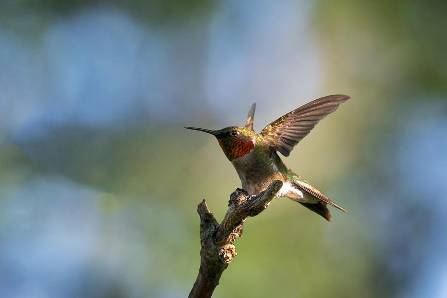 Bird Photograph - Ready To Fly by Jian Xu