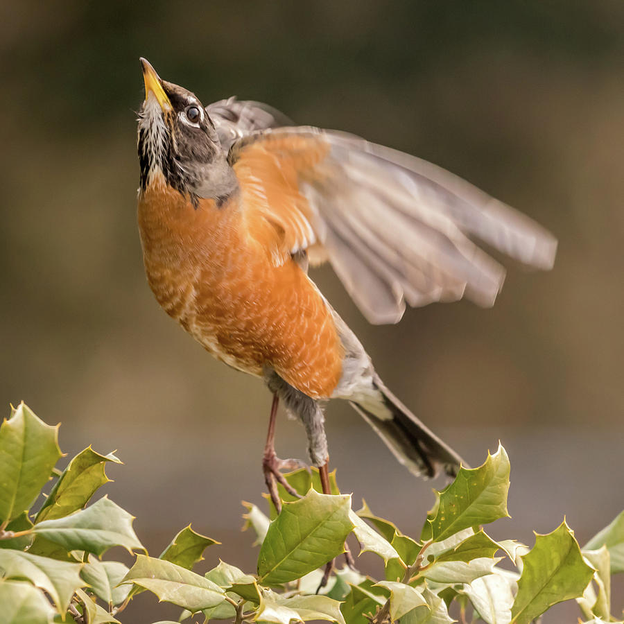 Robin Photograph - Ready to Fly Robin Square by Terry DeLuco