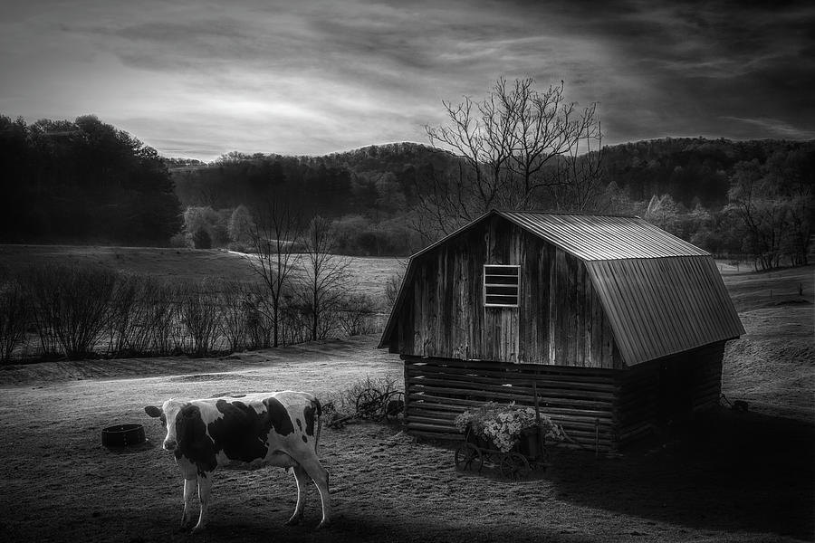 Ready to Greet the Morning Black and White Photograph by Debra and Dave Vanderlaan