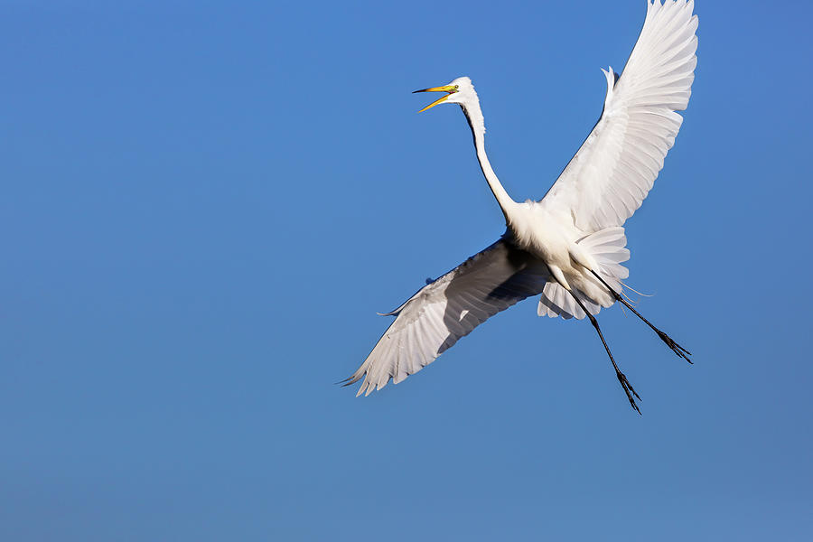 Ready to Land by Cyndy Doty Ready to Land by Cyndy Doty