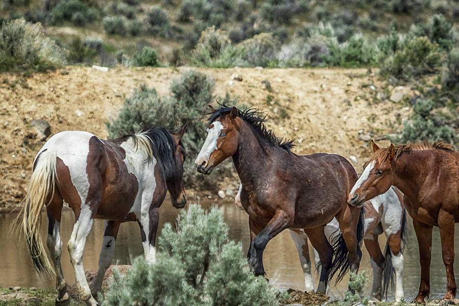 Ready to Play by Belinda Greb Ready to Play by Belinda Greb