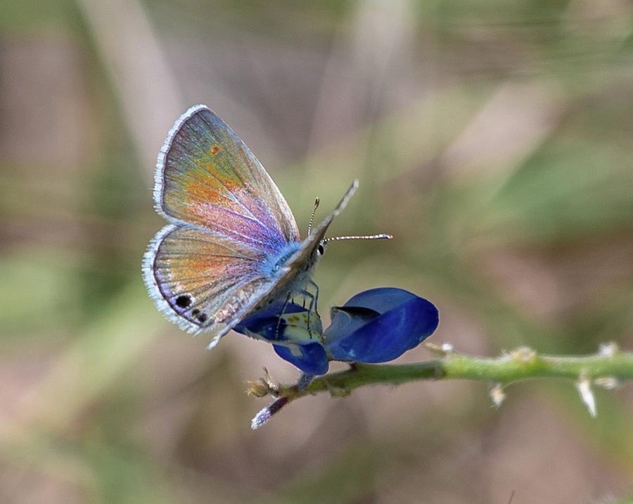 Butterfly Photograph - Reakirts Blue by Janice Grantz