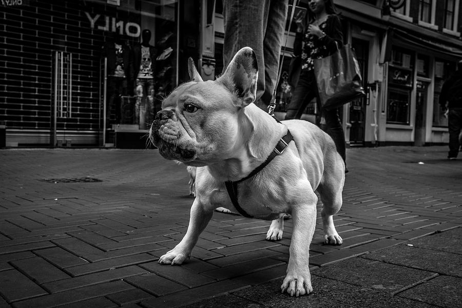Black And White Photograph - Real Bulldog 1 by Moises Levy