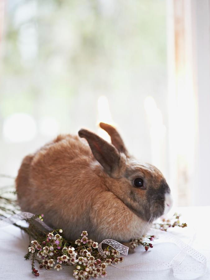 Real Easter Bunny Sitting On Flowers In Front Of Window Photograph by Hannah Kompanik