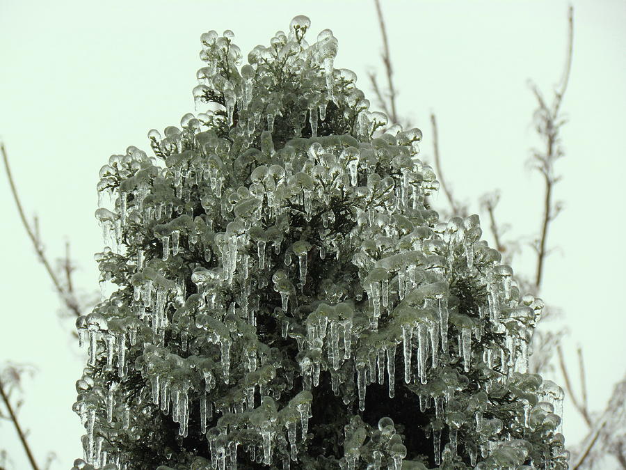 Real Icicles on a Christmas Tree Photograph by Boyd Carter