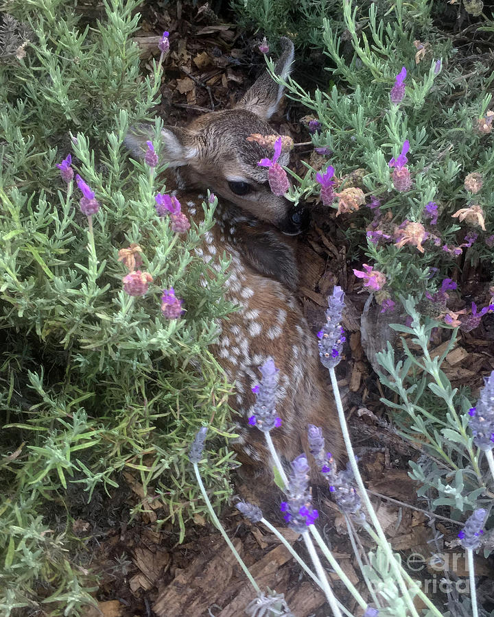 Deer Photograph - Real Life Newborn Fawn Bambi 2019 by Monterey County Historical Society