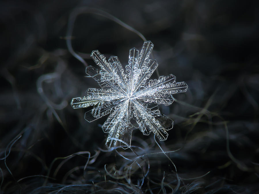 Real snowflake - 18-Dec-2018 - 3 Photograph by Alexey Kljatov